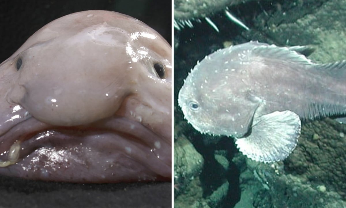 Blobfish Faoi Uisce De Blobfish Werd Ooit Beschouwd Als De Lelijkste blobfish-faoi-uisce-de-blobfish-werd-ooit-beschouwd-als-de-lelijkste