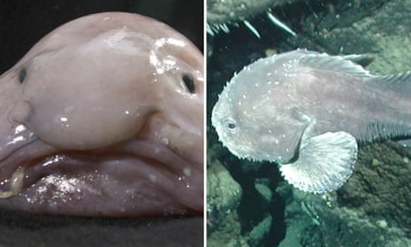 Ugly Fish The Most Ugly Fishes In The World | Photographs Only ...