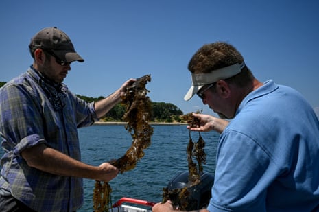 Sean Barrett, left, and Steve Schott examine sugar kelp on a research trip in Montauk, New York.