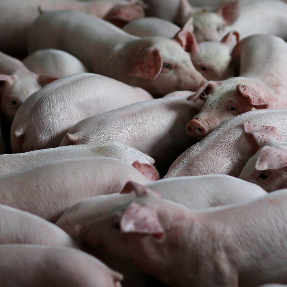 Animals Farmed Pig Virus Wildlife Trade In China And The Poultry Capital Of Wales Environment The Guardian Animals Farmed Pig Virus Wildlife Trade In China And The Poultry Capital Of Wales Environment The Guardian