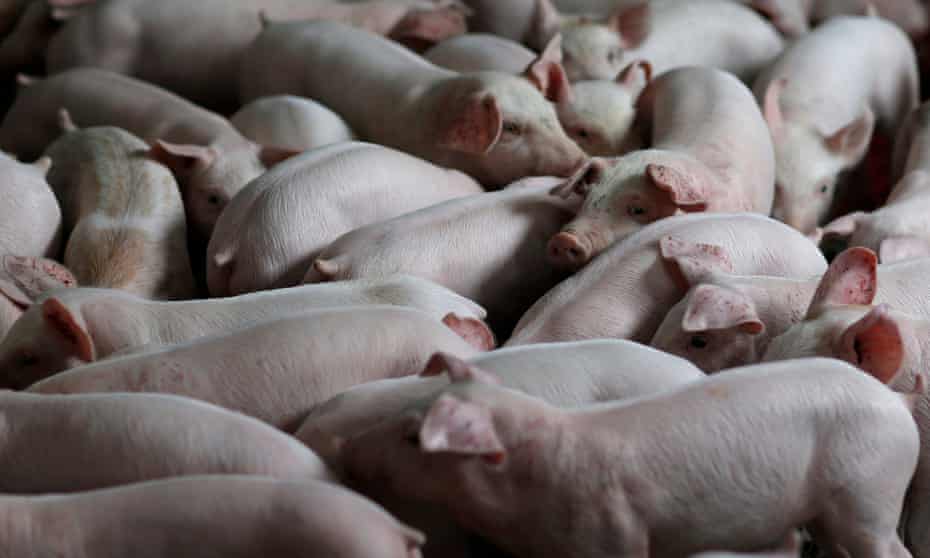 Intensive pig farming