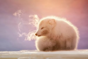 An Arctic fox