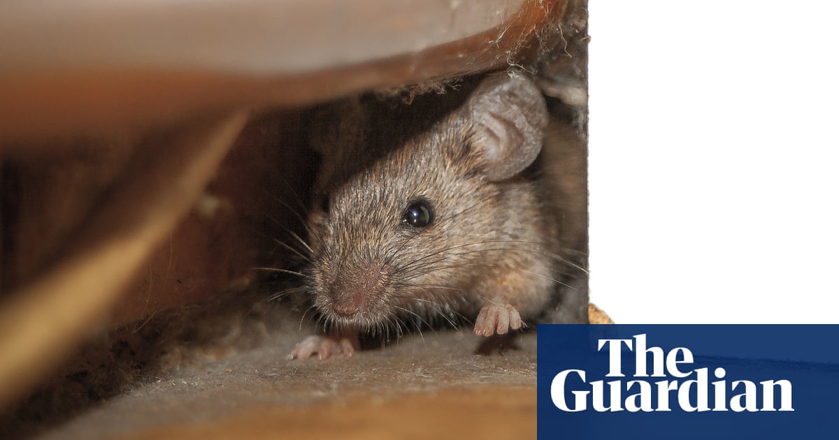 Genetic engineering could be used to control mouse populations, research finds