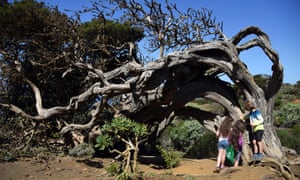 Kari’s daughter and friends examine one of El Sabinar’s twisted trees.