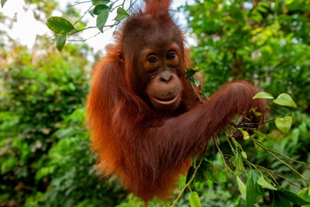 A young Bornean orangutan (Pongo pygmaeus) in Central Kalimantan, Indonesia.