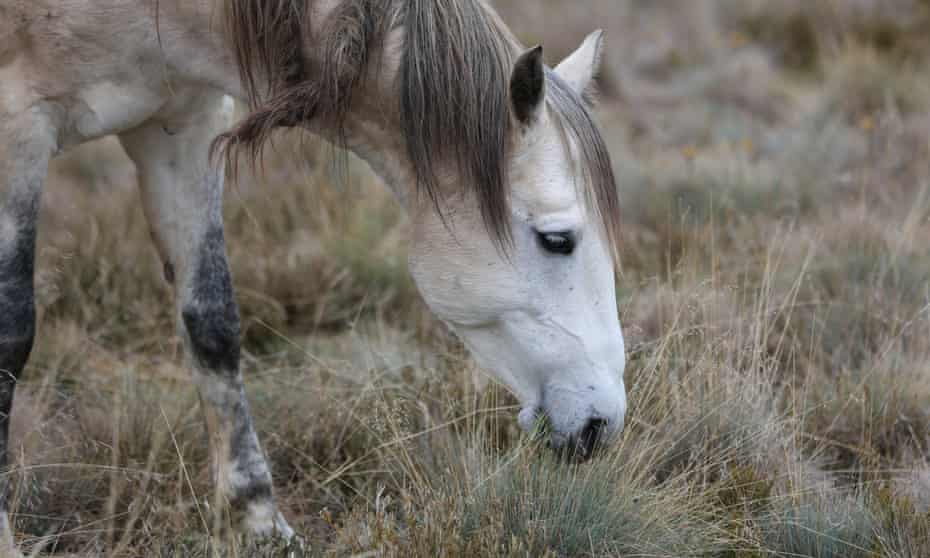 A brumby