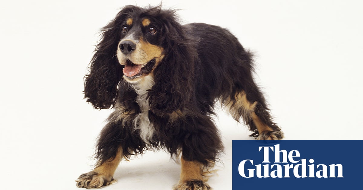 Why is my spaniel’s nose immune to stinging nettles?
