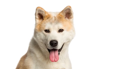 New study: Cats and dogs don't actually fight like cats and dogs