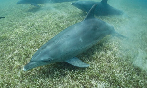 Indo-Pacific bottlenose dolphins