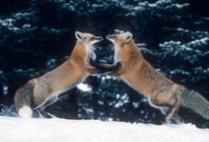 A pair of foxes stand nose-to-nose on their hind legs during the mating season.