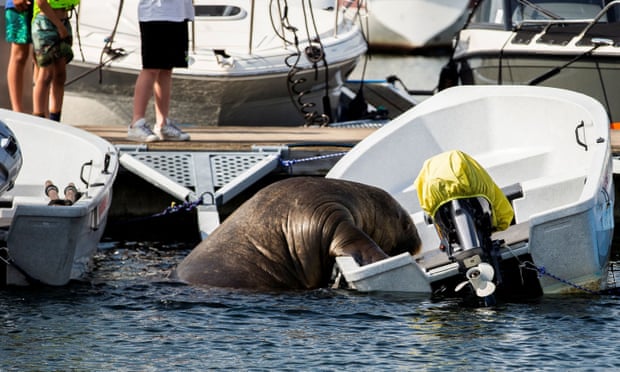 Freya climbs into a boat in Frognerkilen bay, Oslo