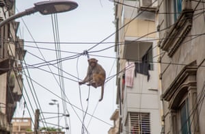Um macaco rhesus selvagem fica no cabo de eletricidade na área de Gandaria em Dhaka, Bangladesh.