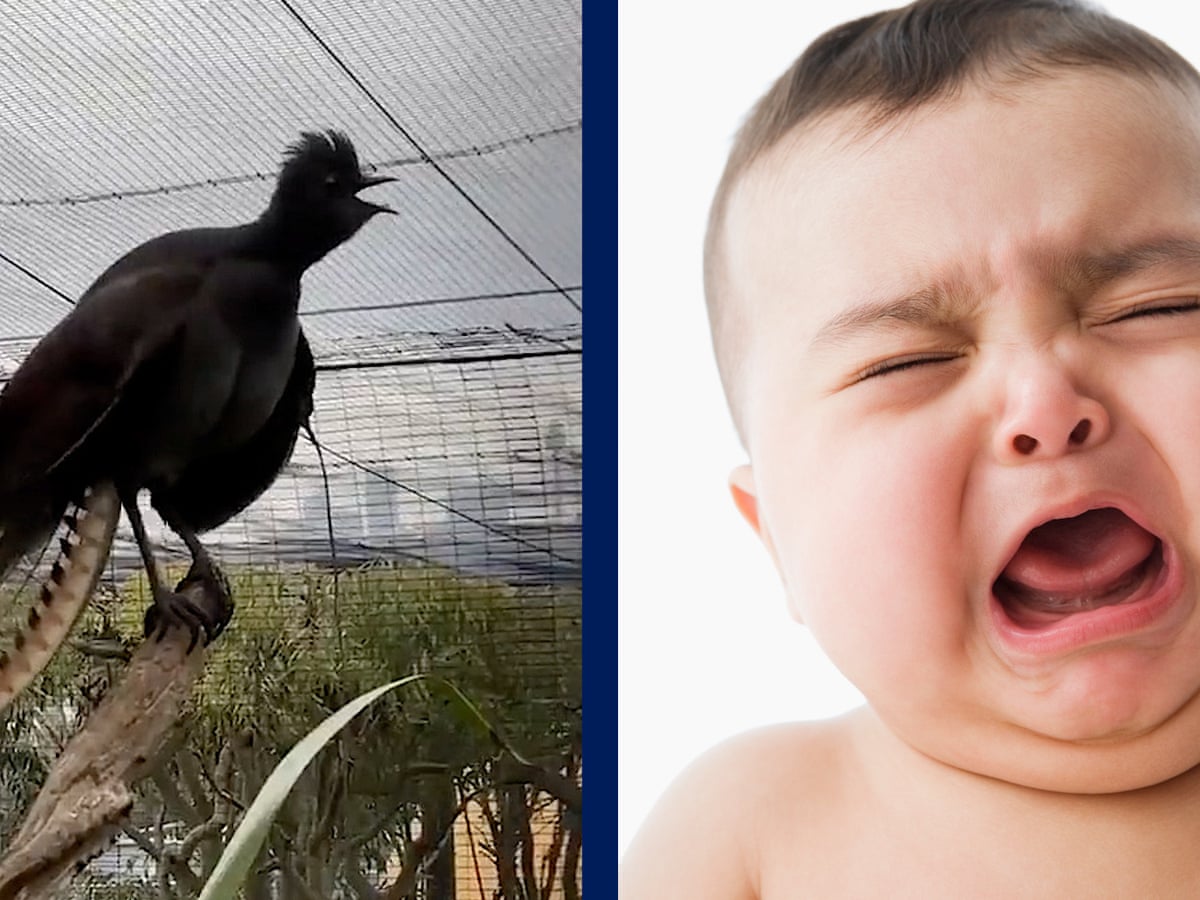 Taronga Zoo Lyrebird Perfectly Mimics The Ear Splitting Wail Of A Crying Baby Birds The Guardian Taronga Zoo Lyrebird Perfectly Mimics The Ear Splitting Wail Of A Crying Baby Birds The Guardian