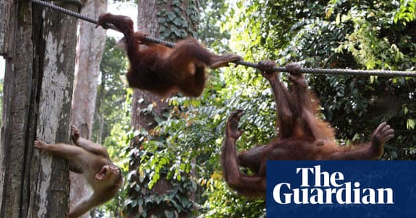 Protecting the orang utan Environment The Guardian Protecting the orang utan Environment The Guardian