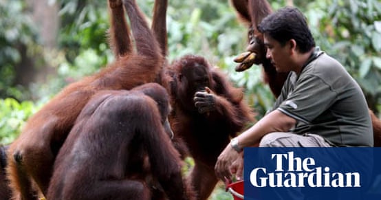 Protecting the orang utan Environment The Guardian Protecting the orang utan Environment The Guardian
