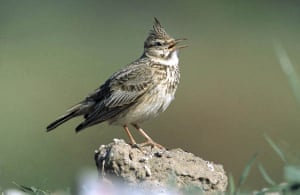 A crested lark