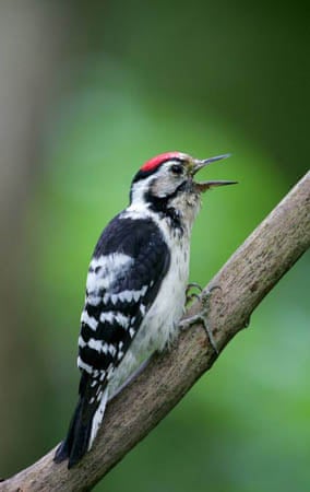 lesser spotted woodpecker