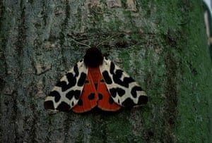 A garden tiger moth