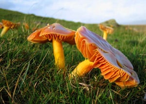 Waxcap fungi
