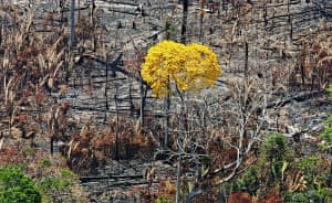 صورة تعود لحرائق الأمازون 2007