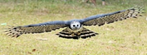 Panama: Luigi, an adult male Harpy eagle born and raised in captivity, flies towards its trainer at the National Association for the Conservation of Nature