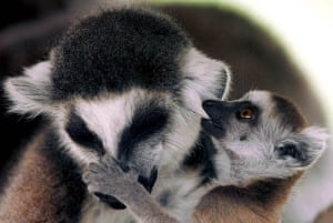 Athens, Greece: A new born ring-tailed lemur plays with his mother in Attica zoological park