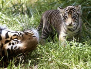 San Francisco, US: A 6-week-old Sumatran tiger is watched by his mother in the outdoor exhibit at the San Francisco zoo