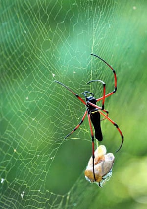 Solo, Java: A spider reaches an insect trapped in its web