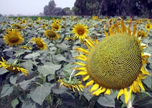 Hyderabad, Pakistan: Blooming sunflowers in a field