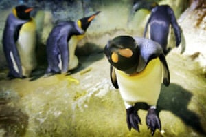 Singapore: King penguins at the Singapore Bird Park