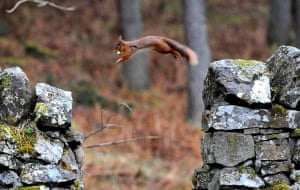 Kielder Forest, UK: A red squirrel jumps across a wall