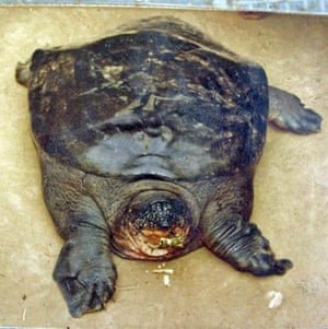 Cleveland, US: A captive Swinhoe's soft-shell turtle