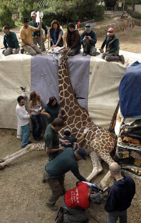 Tel Aviv, Israel: Dovale, a 12-year-old male giraffe, receives a manicure from workers in the Ramat Gan safari park