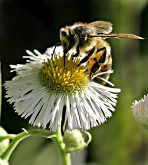 A honeybee