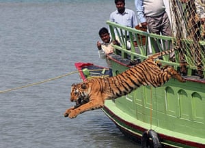 Rescued tiger released in Sunderbans, India