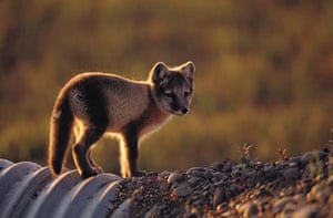Arctic foxes diet Arctic foxes diet