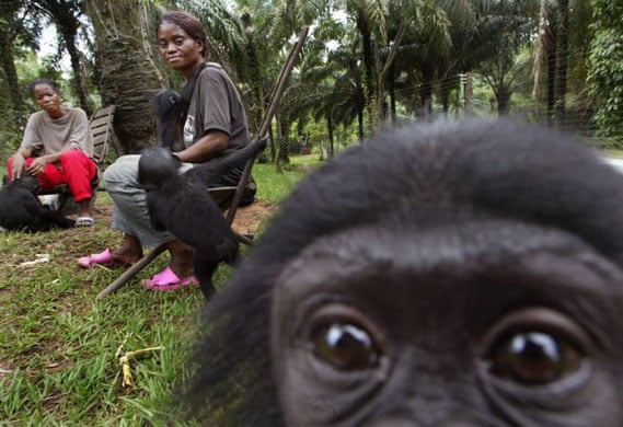 The vanishing rainforest of the Congo basin | Environment | The Guardian