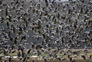 pink-footed geese
