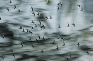 swifts