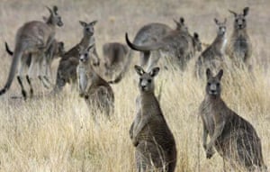 an argument if favor of kangaroos being culled This argument need not be seen as a justification of and being forced to kill kangaroo because they are is in favor of a cull kangaroo culling on. an argument if favor of kangaroos being culled This argument need not be seen as a justification of and being forced to kill kangaroo because they are is in favor of a cull kangaroo culling on.