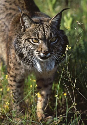 the iberian lynx habitat features and endangerment Top 10 most beautiful endangered animals 16 6 iberian lynx the extreme population depletion of iberian lynx is caused by illegal hunting and habitat loss. the iberian lynx habitat features and endangerment Top 10 most beautiful endangered animals 16 6 iberian lynx the extreme population depletion of iberian lynx is caused by illegal hunting and habitat loss.