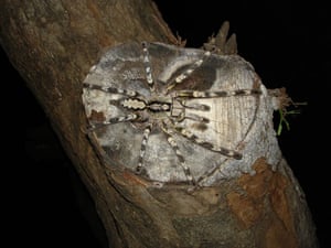 Rameshwaram parachute spider