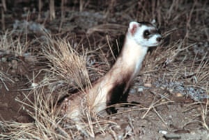 black-footed ferret