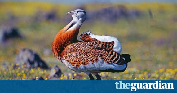 The World S Best Birding Sites Environment The Guardian