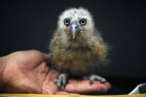 Singapore: A 17-day-old Malay fish owl chick at a nursery at the Jurong Bird Park