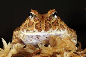 New York, US: A Chacoan horned frog at the Bronx zoo. The frogs have a unique pattern that carries over into its eye colour