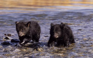 Bears in river