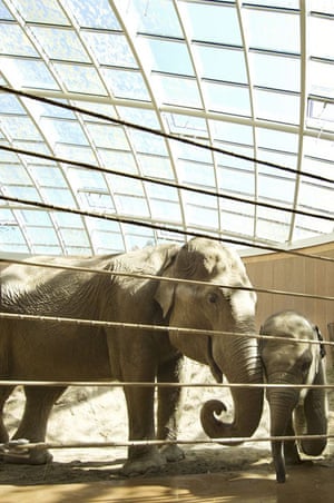Elaphants play in their new enclosure at Copenhagen Zoo