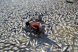 A man collects dead fish in Donghu lake