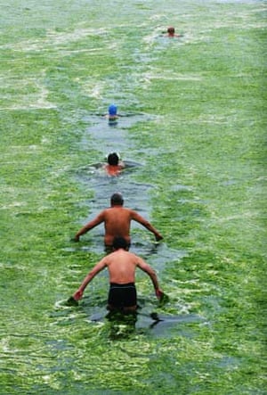 Qingdao city algae